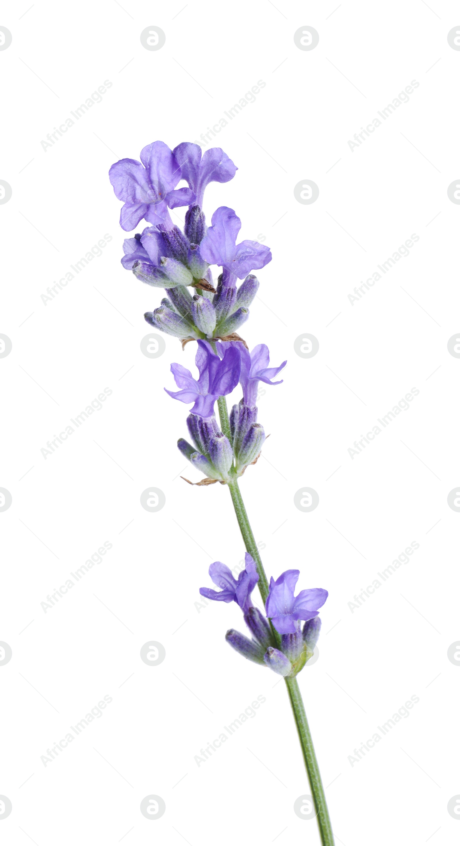 Photo of Beautiful blooming lavender flower isolated on white