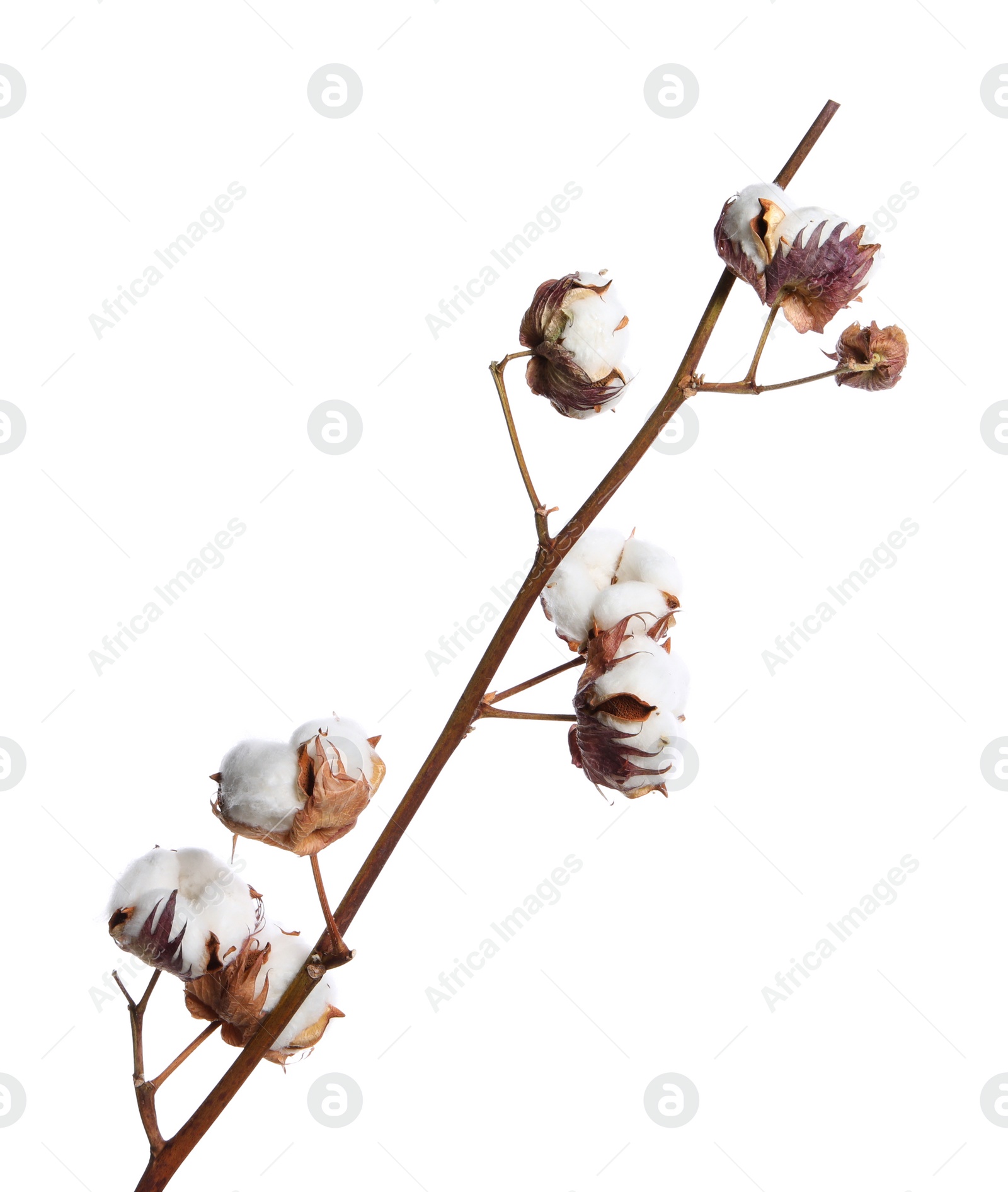 Photo of Dried cotton branch with fluffy flowers isolated on white