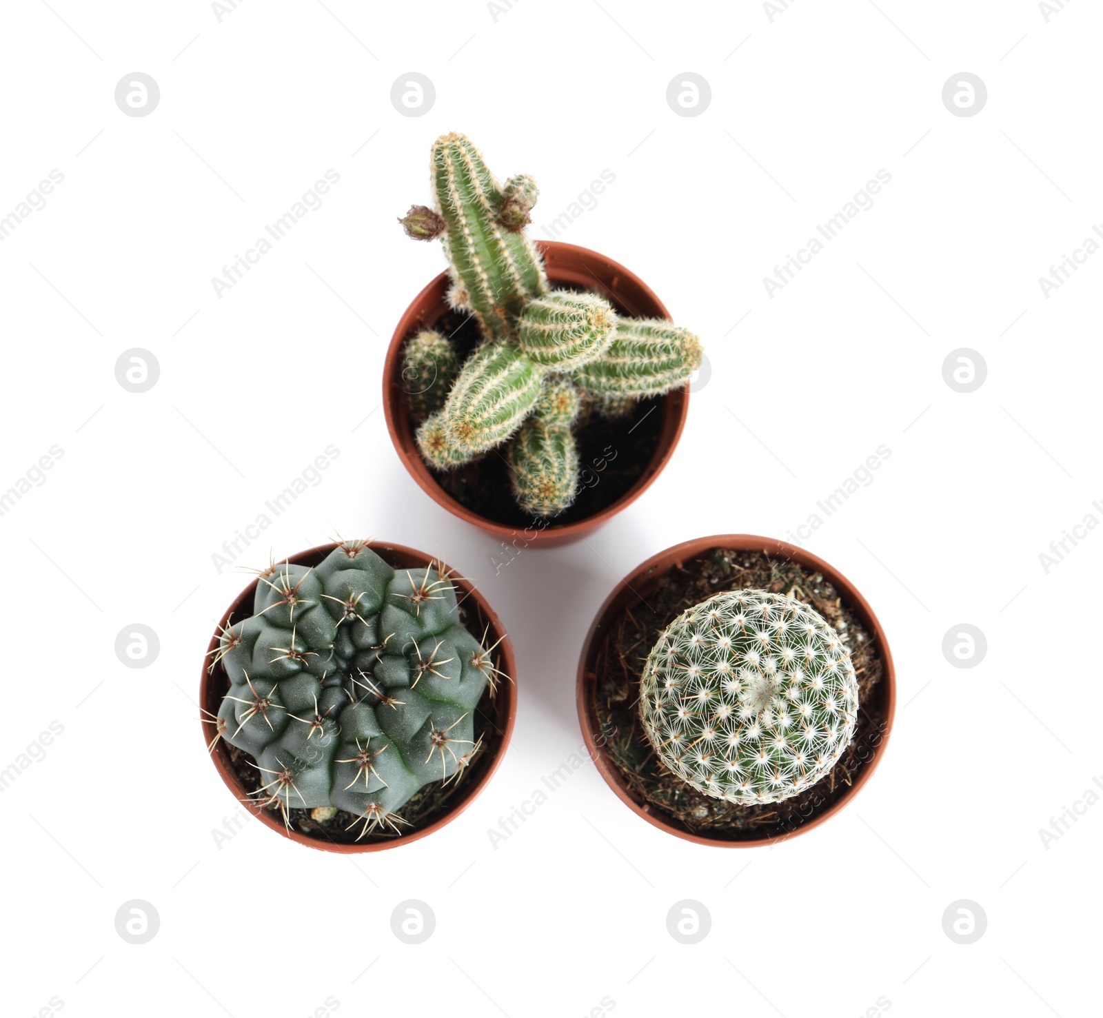 Photo of Different succulent plants in pots isolated on white, top view. Home decor