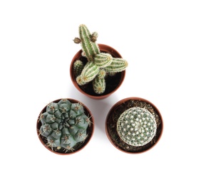 Photo of Different succulent plants in pots isolated on white, top view. Home decor