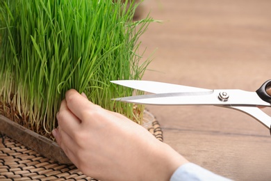 Woman cutting sprouted wheat grass with scissors at table, closeup