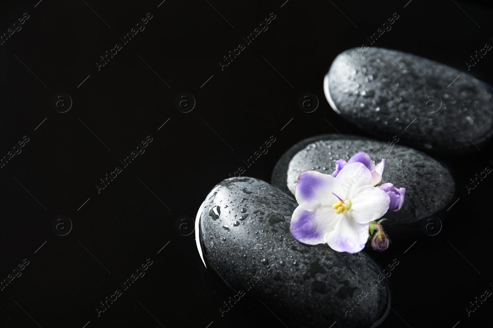 Photo of Stones and flowers in water on black background, space for text. Zen lifestyle