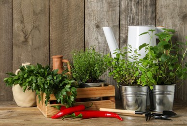 Different aromatic potted herbs, gardening tools and chili peppers on wooden table