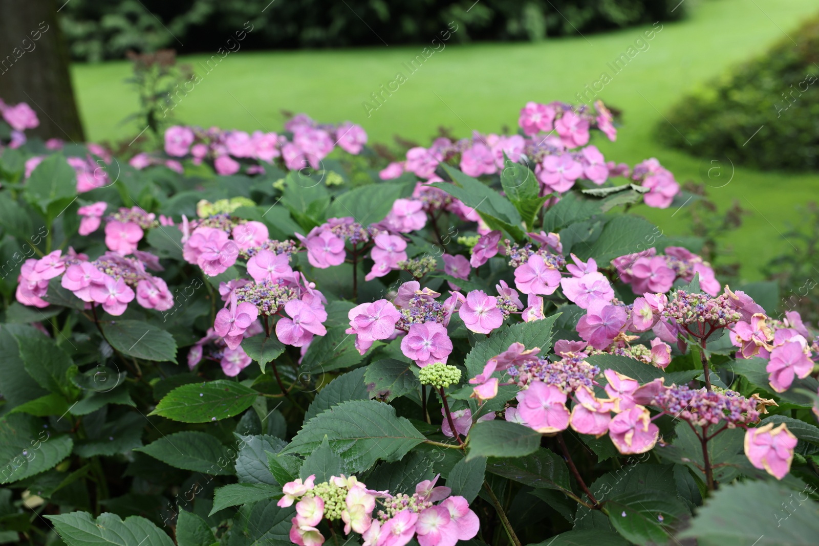 Photo of Beautiful blooming hydrangeas in garden. Landscape design