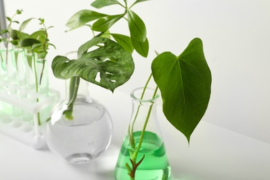 Photo of Laboratory glassware with plants on white background. Chemistry concept