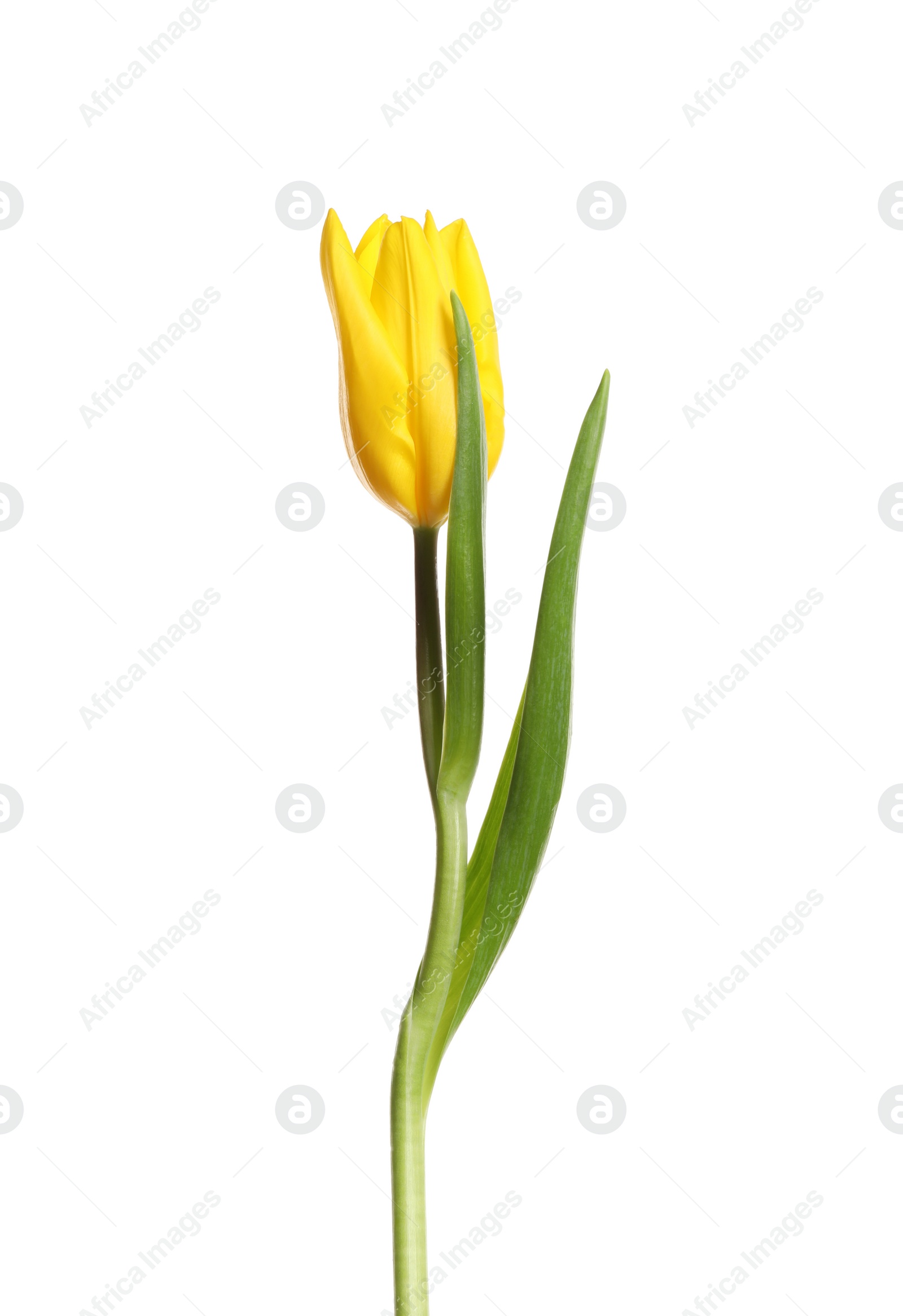 Photo of Beautiful tender spring tulip isolated on white