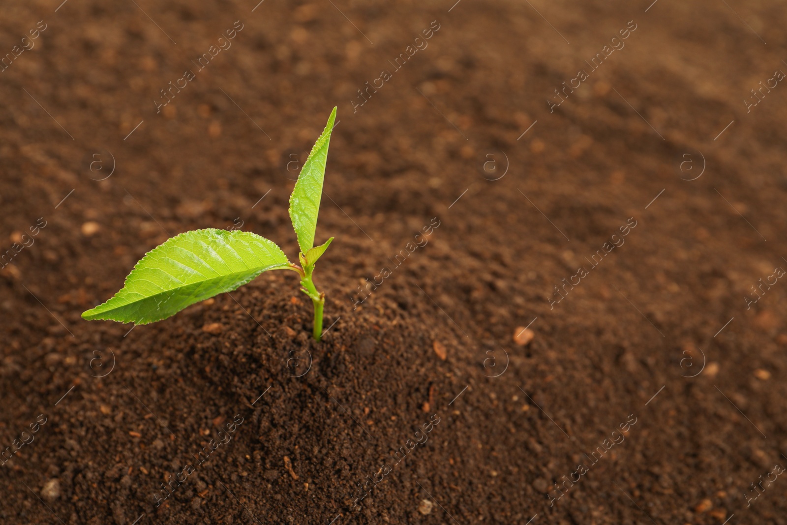 Photo of Young plant in fertile soil, space for text. Gardening time