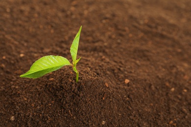 Photo of Young plant in fertile soil, space for text. Gardening time