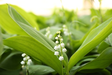 Photo of Beautiful fragrant lily of the valley outdoors