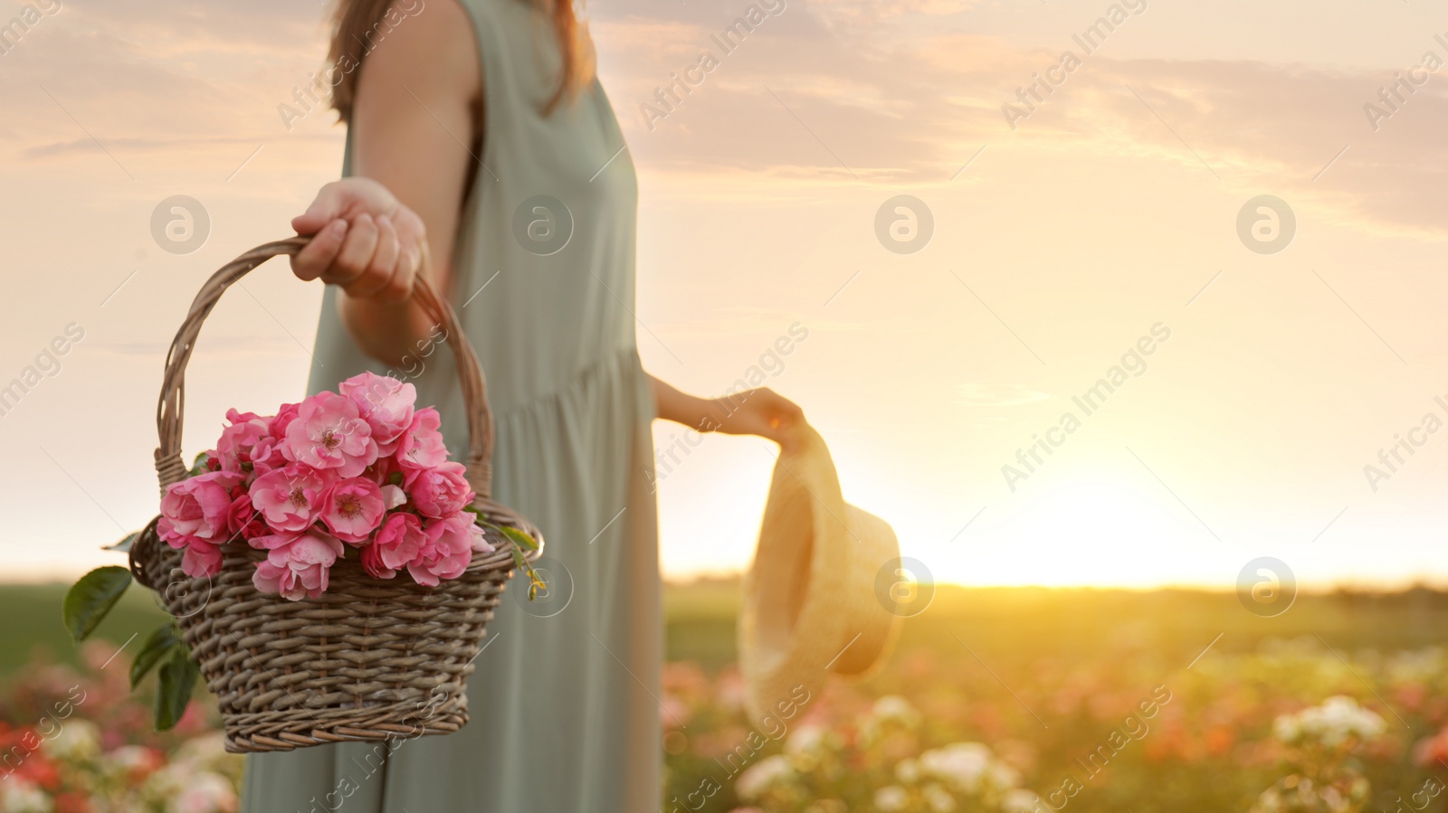 Photo of Woman with basket of roses in beautiful blooming field, closeup