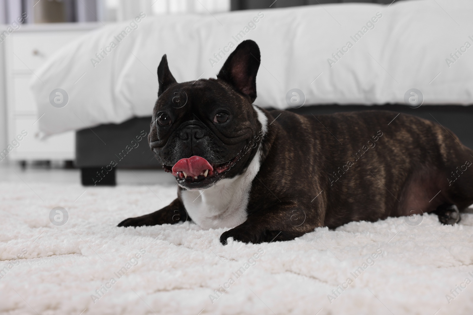 Photo of Adorable French Bulldog lying on rug indoors. Lovely pet