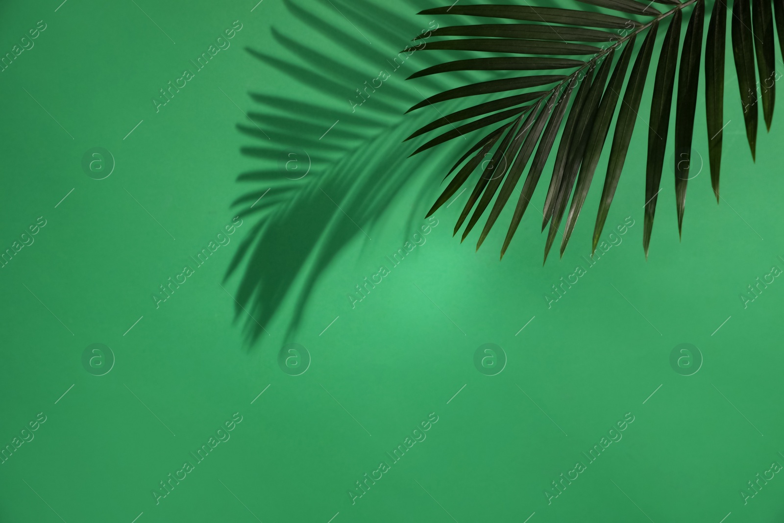 Photo of Shadow cast by tropical palm leaf on green background, space for text