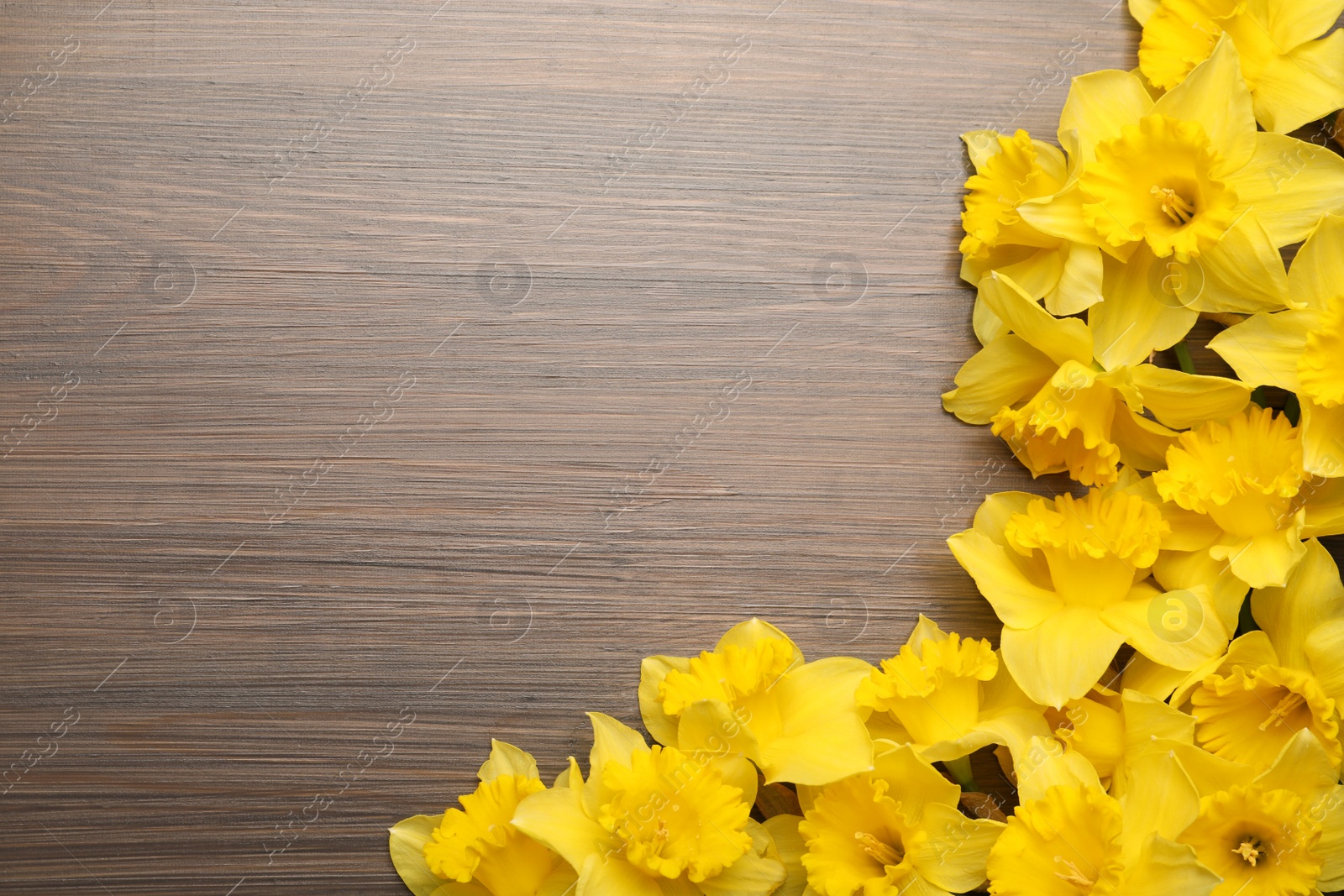 Photo of Beautiful daffodils on wooden table, flat lay. Space for text