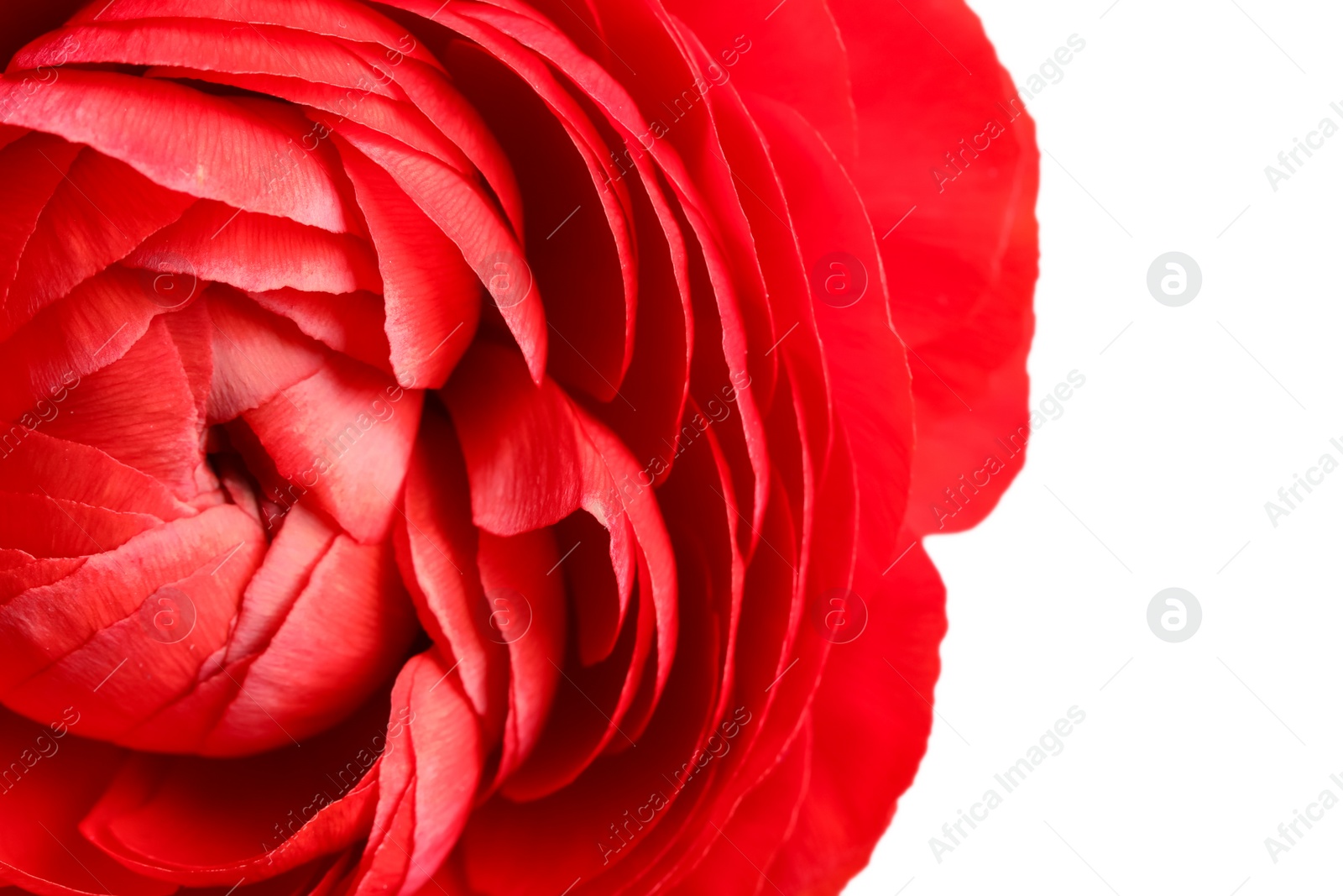 Photo of Closeup view of beautiful delicate ranunculus flower