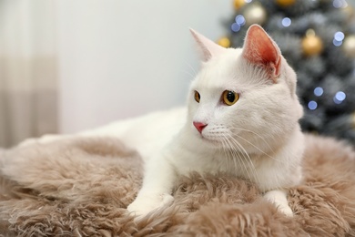 Photo of Cute white cat on fur rug in room decorated for Christmas. Cozy winter