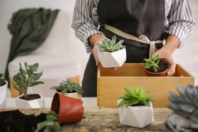 Photo of Woman with different beautiful succulents at wooden table indoors, closeup