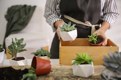 Woman with different beautiful succulents at wooden table indoors, closeup