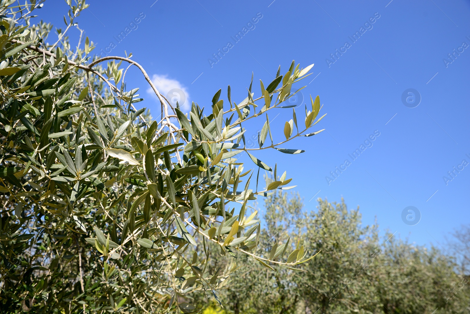 Photo of Olive tree with fresh green leaves outdoors on sunny day