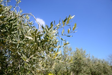 Olive tree with fresh green leaves outdoors on sunny day