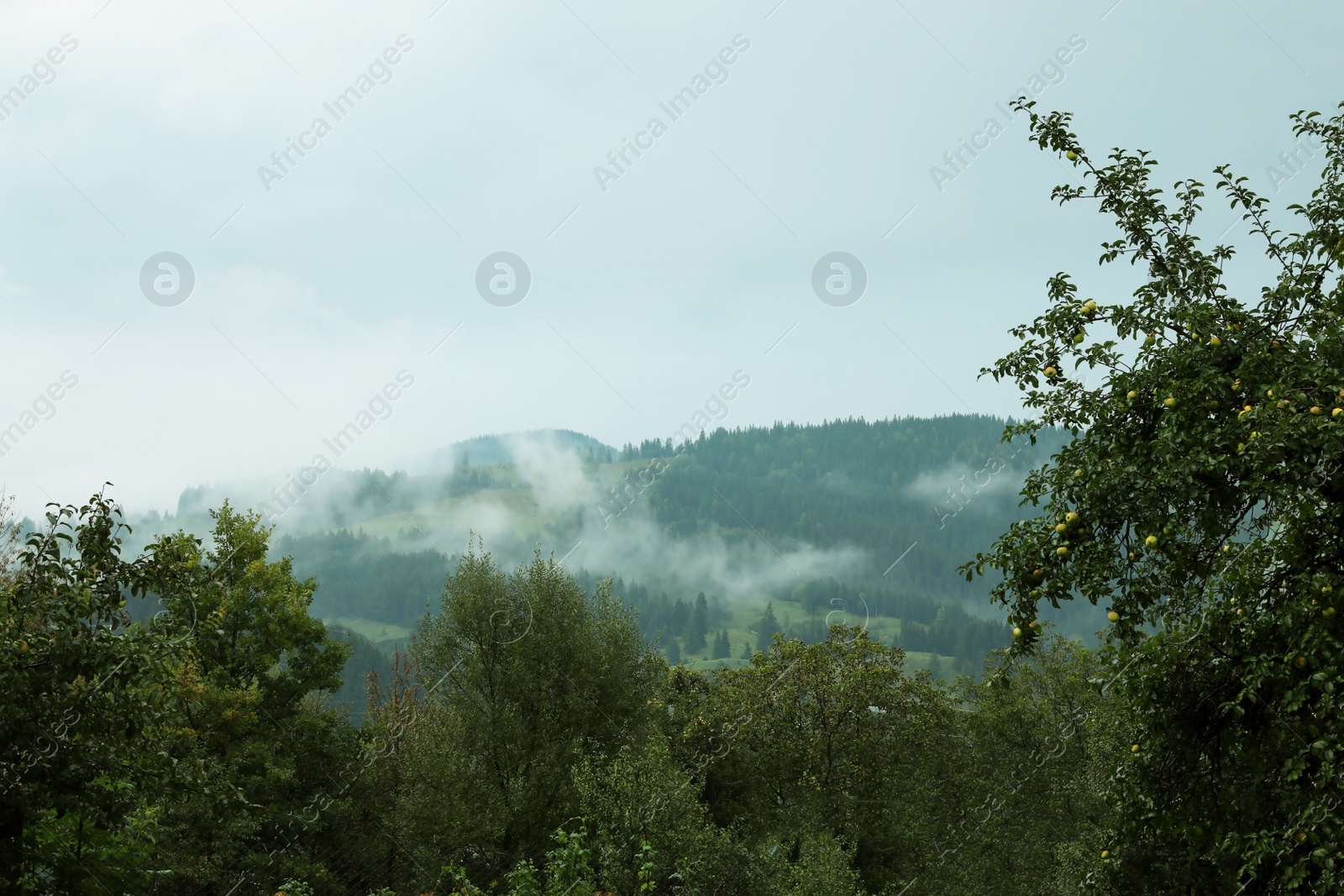 Photo of Picturesque view of mountain forest in foggy morning