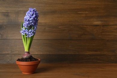 Photo of Beautiful hyacinth in flowerpot on wooden table. Space for text