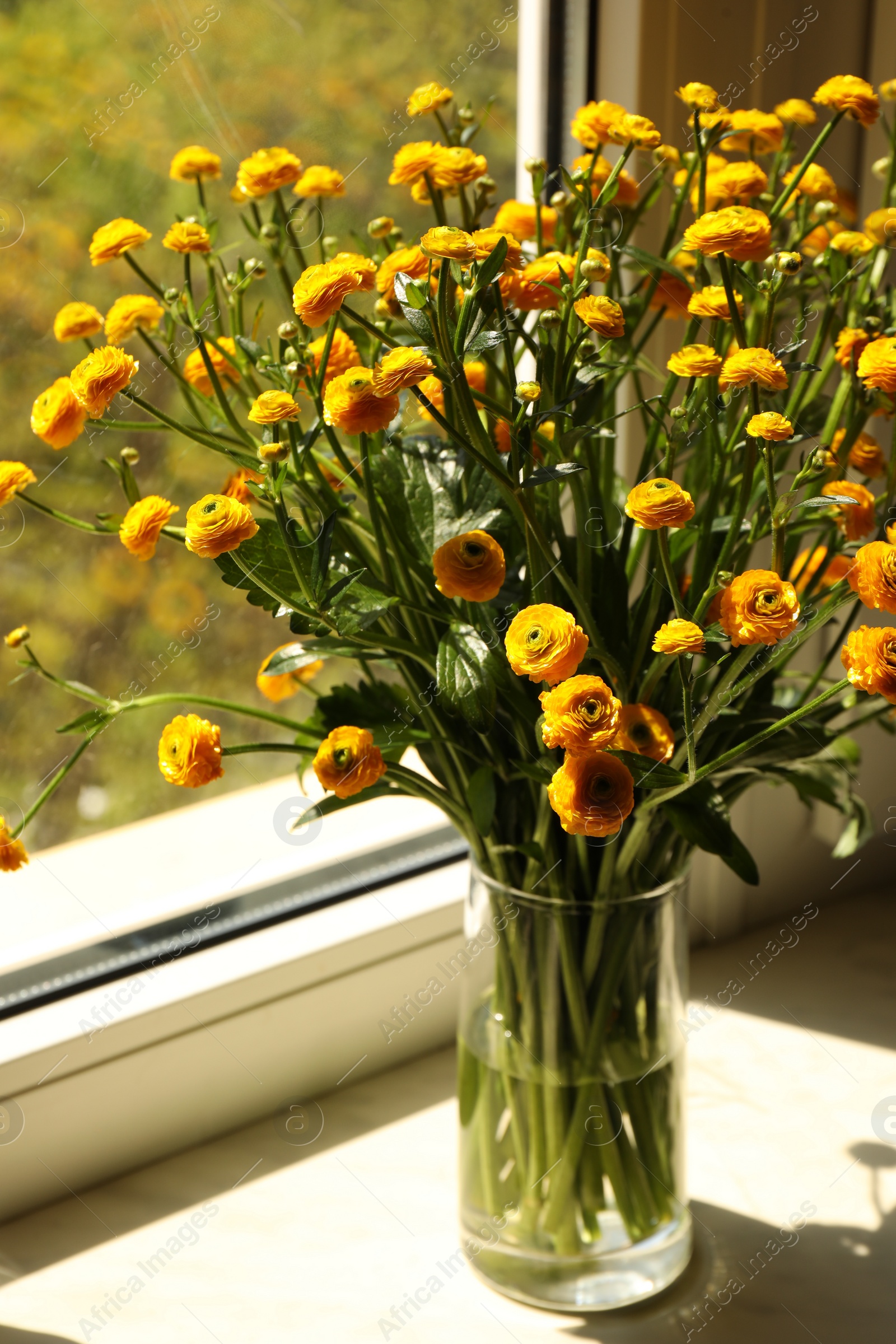 Photo of Beautiful ranunculus flowers in vase on windowsill indoors