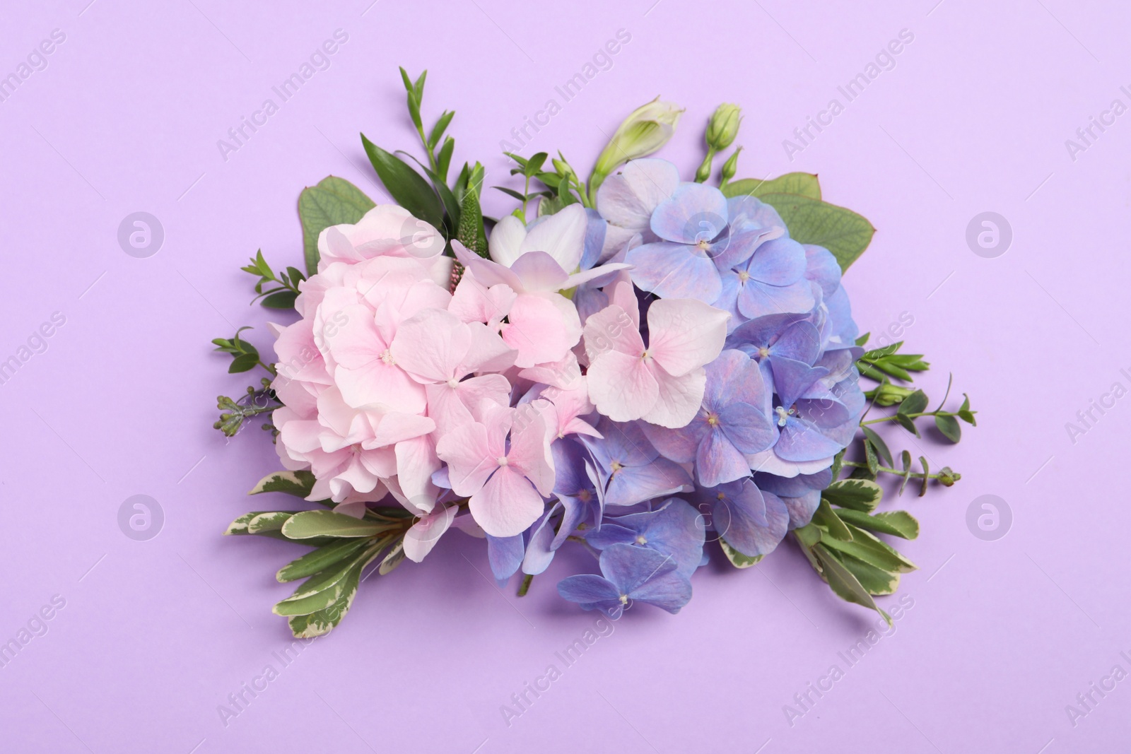 Photo of Beautiful hortensia flowers on violet background, flat lay