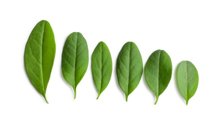 Beautiful spring green leaves on white background