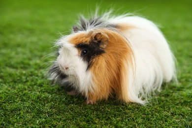 Adorable guinea pig on green grass outdoors. Lovely pet
