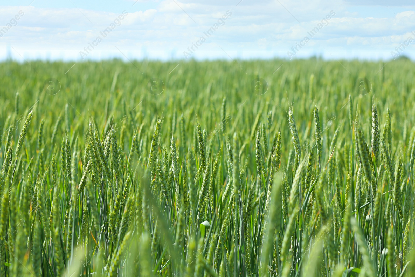 Photo of Wheat field on sunny day. Amazing nature in  summer