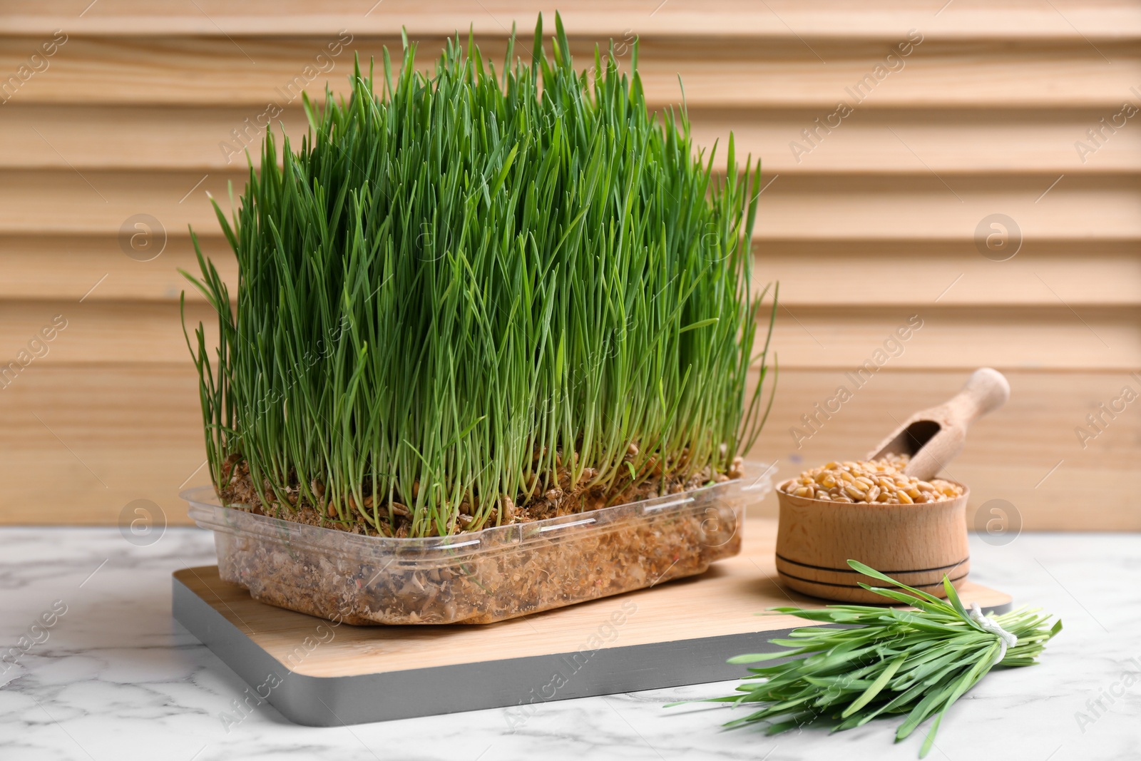 Photo of Fresh green wheat grass in container on table against wooden background