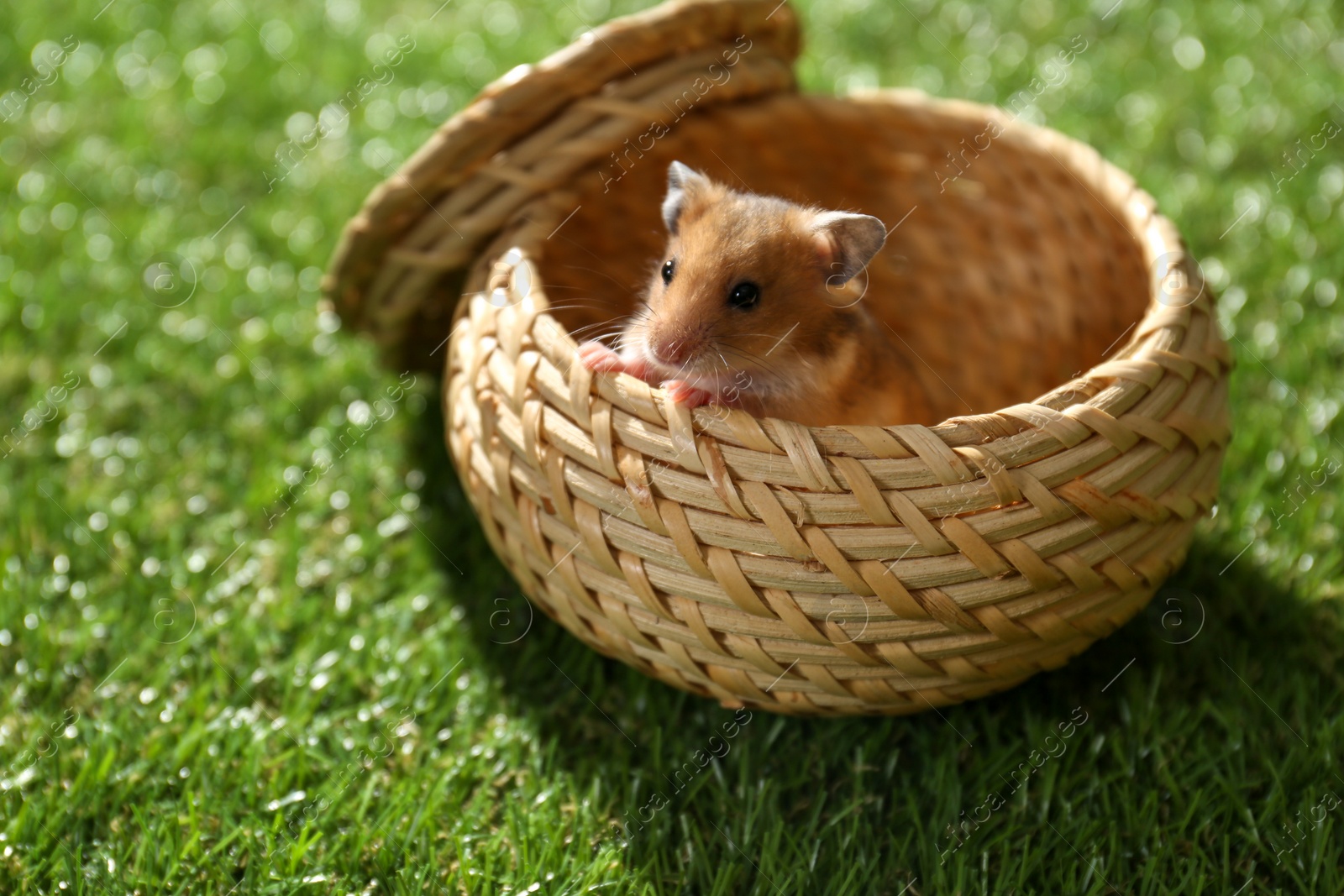 Photo of Cute little hamster in wicker box on green grass outdoors