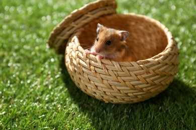 Photo of Cute little hamster in wicker box on green grass outdoors