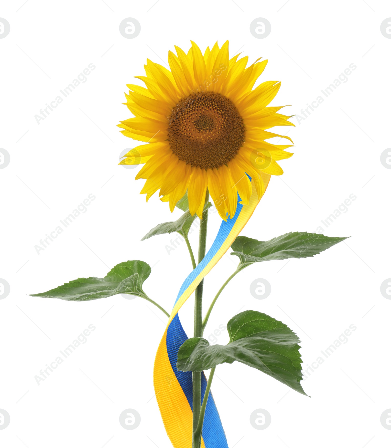 Image of Bright sunflowers and Ukrainian national flag on white background