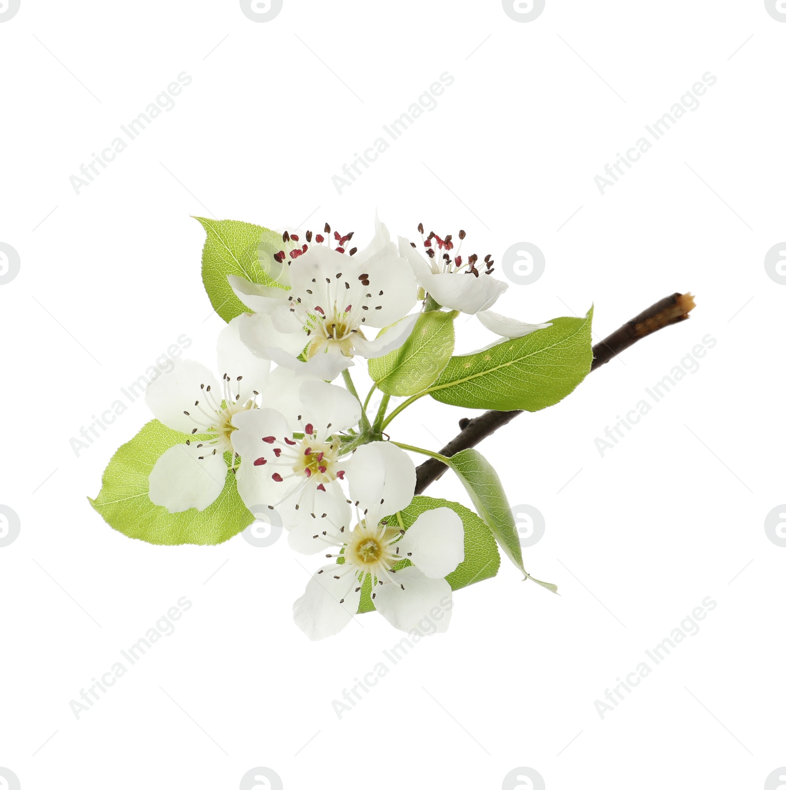 Photo of Beautiful blossoming pear tree branch with flowers on white background