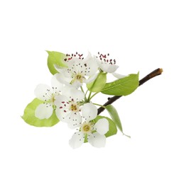 Photo of Beautiful blossoming pear tree branch with flowers on white background