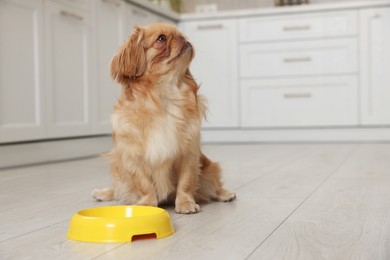 Photo of Cute Pekingese dog near pet bowl in kitchen. Space for text