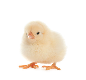 Photo of Cute fluffy baby chicken on white background