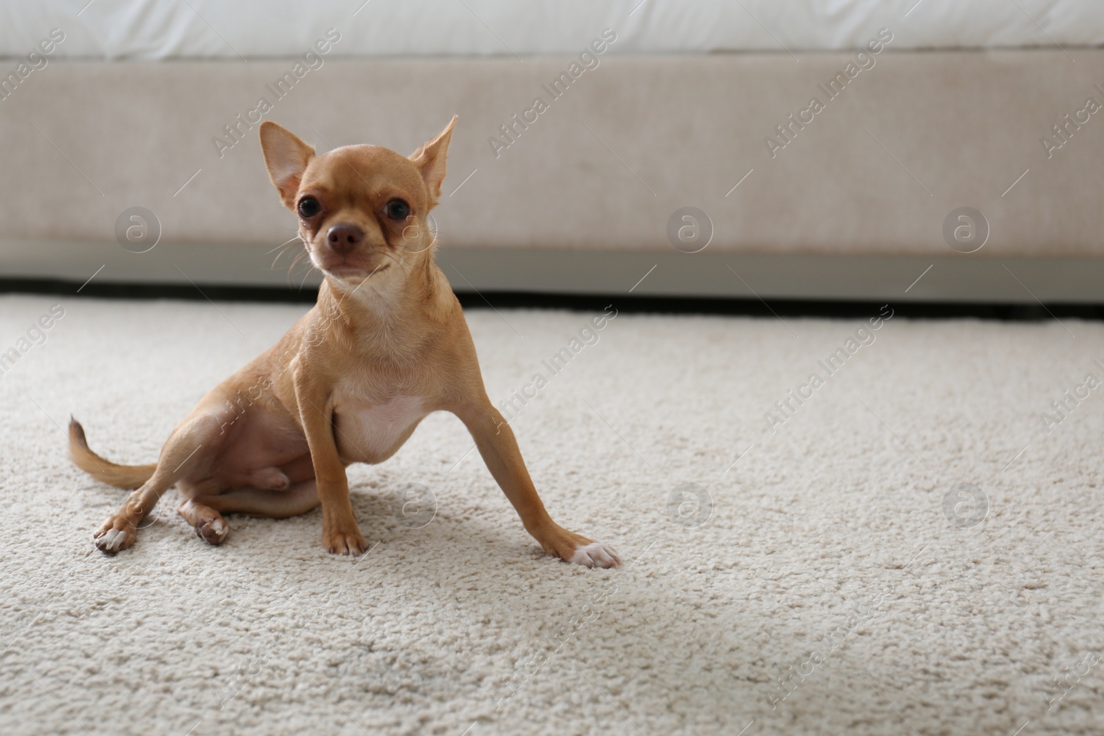 Photo of Adorable Chihuahua dog near wet spot on carpet indoors. Space for text