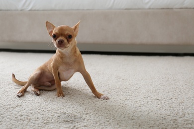 Photo of Adorable Chihuahua dog near wet spot on carpet indoors. Space for text