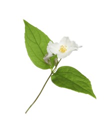 Beautiful flowers of jasmine plant with leaves on white background