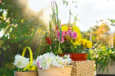 Spraying water on different potted flowers in garden