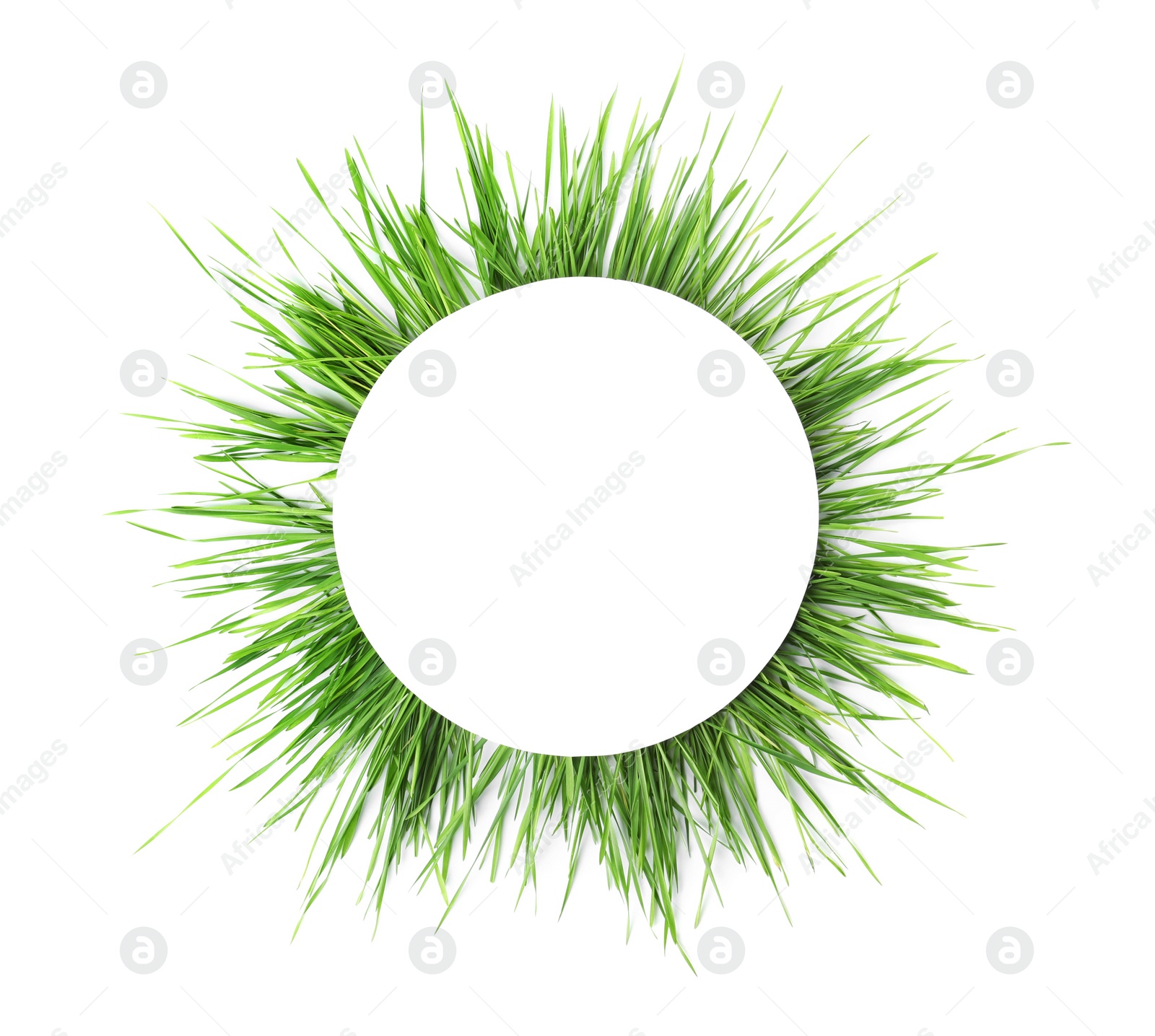 Photo of Composition with wheat grass and blank card on white background, top view. Space for text