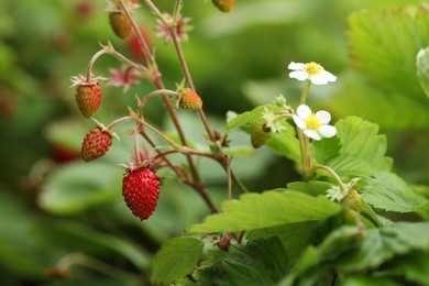 Small wild strawberries growing outdoors. Seasonal berries