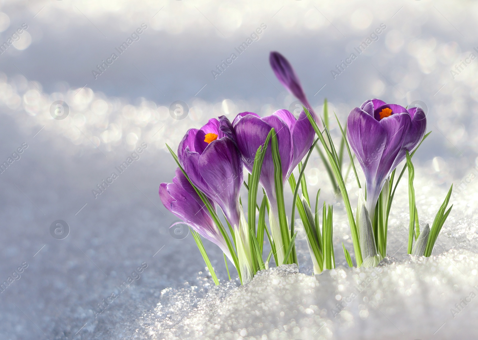 Image of Beautiful spring crocus flowers growing through snow outdoors