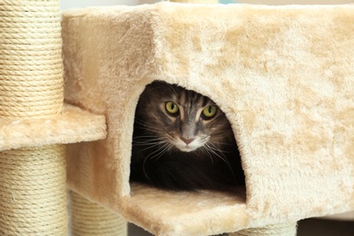 Adorable Maine Coon on cat tree at home