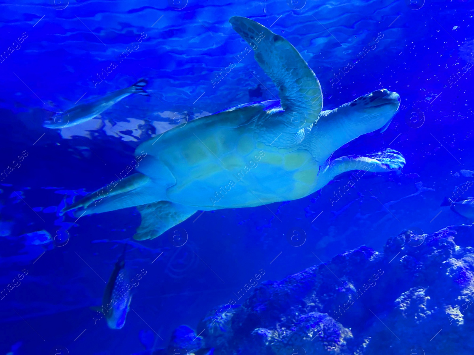 Photo of Beautiful turtle swimming in sea, low angle view. Underwater world