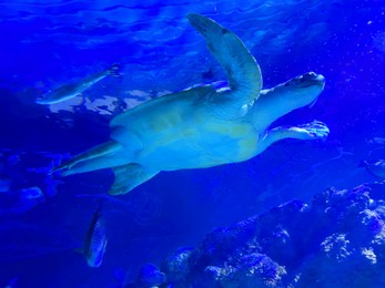 Photo of Beautiful turtle swimming in sea, low angle view. Underwater world