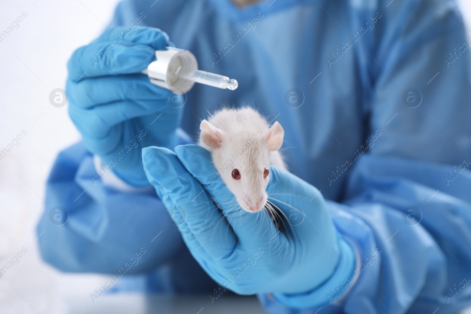 Photo of Scientist with rat and cosmetic product in chemical laboratory, closeup. Animal testing