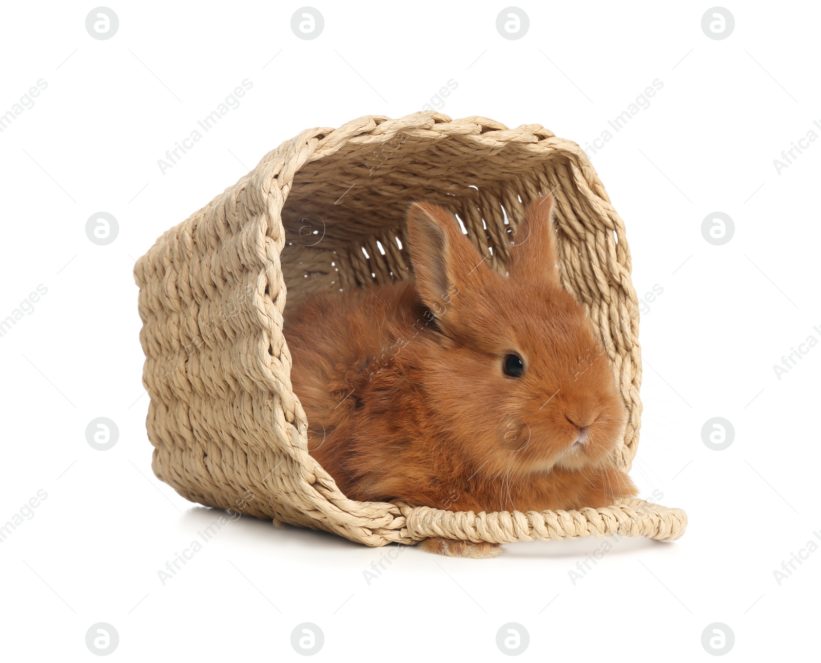 Photo of Adorable fluffy bunny in wicker basket isolated on white. Easter symbol